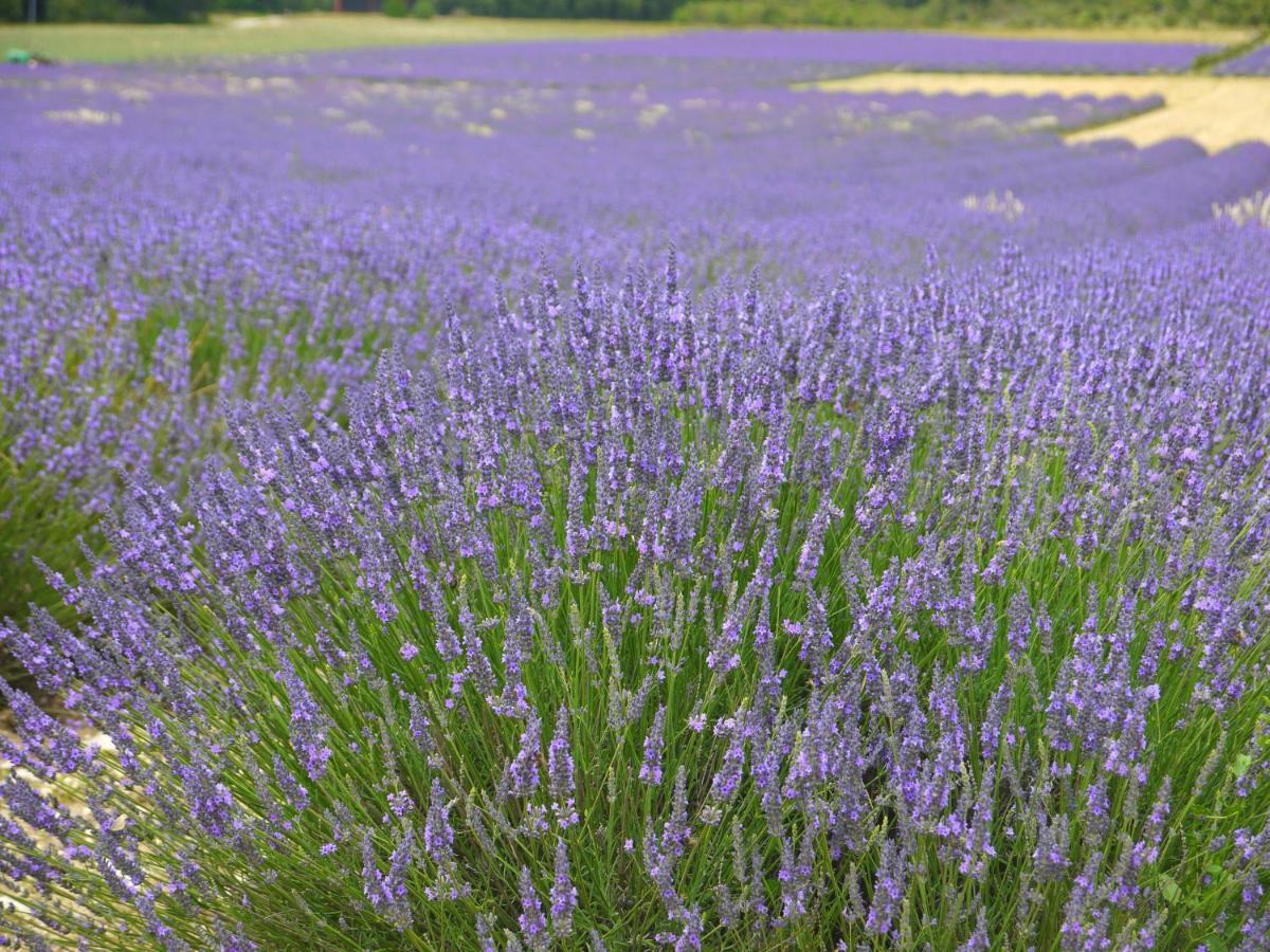 La Ferme Les Eybrachas Hotel Réauville Buitenkant foto